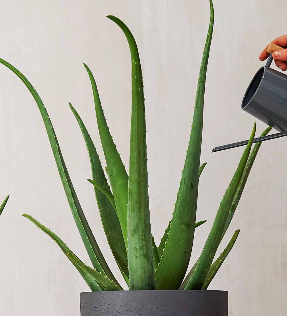 Aloe Vera