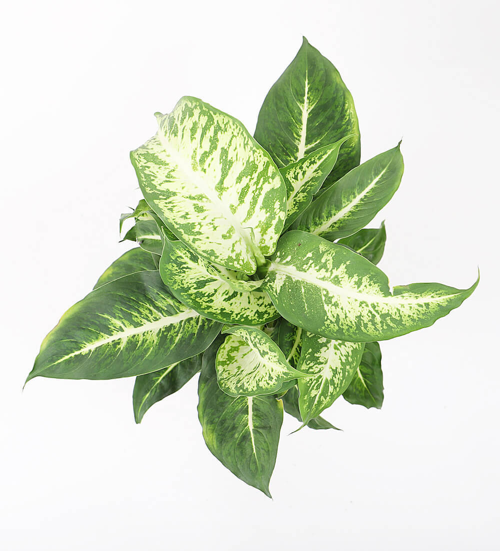 Dumb Cane