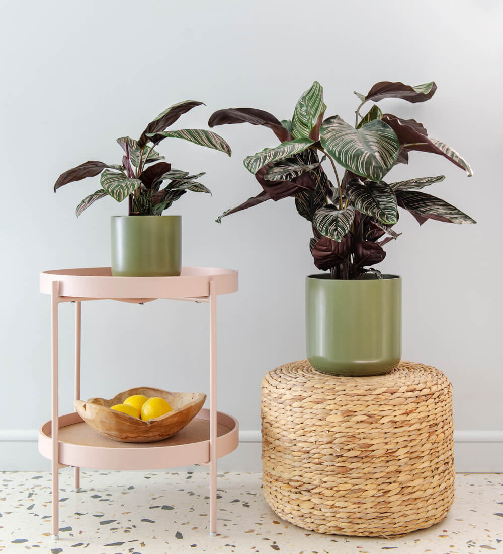 Calathea Sanderiana