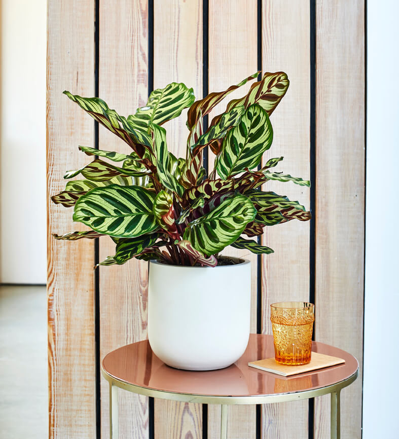 Calathea Makoyana