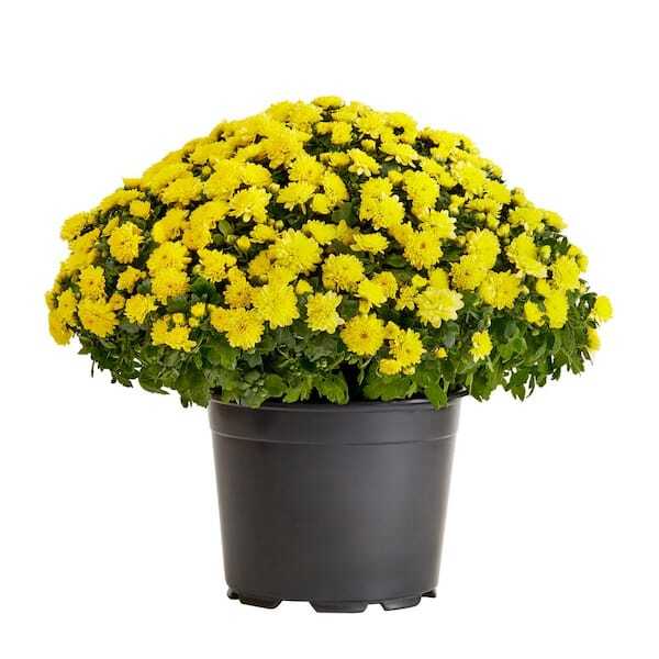 Live White Chrysanthemum (Mama) Plant