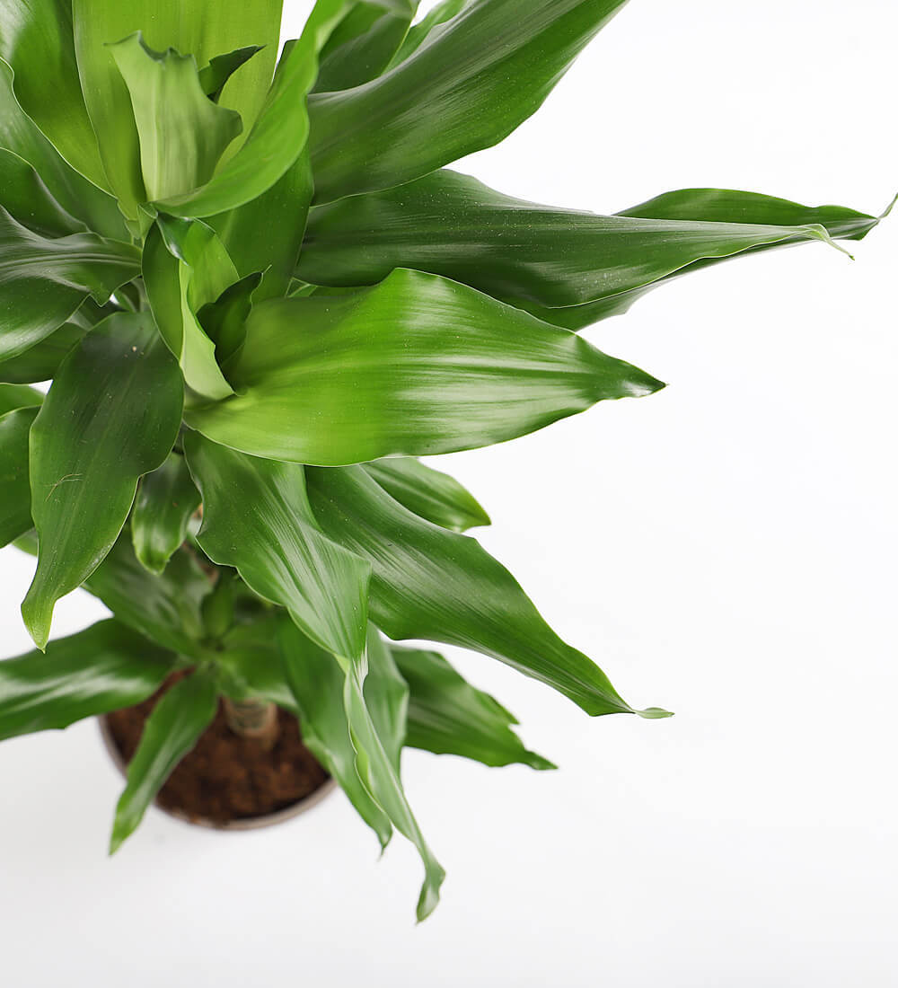 Dracaena Fragrans Steudneri