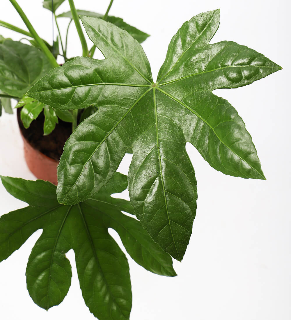 Fatsia Japonica