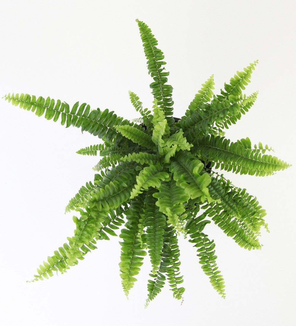 Boston Fern