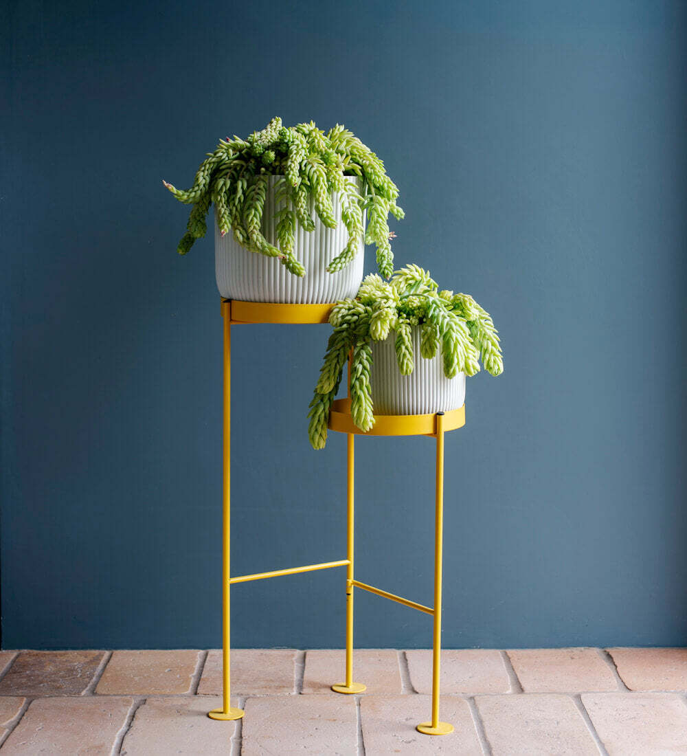 Hanging Sedum Burro's Tail