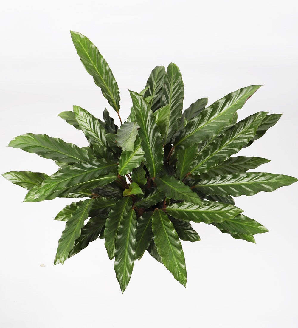 Calathea Rufibarba