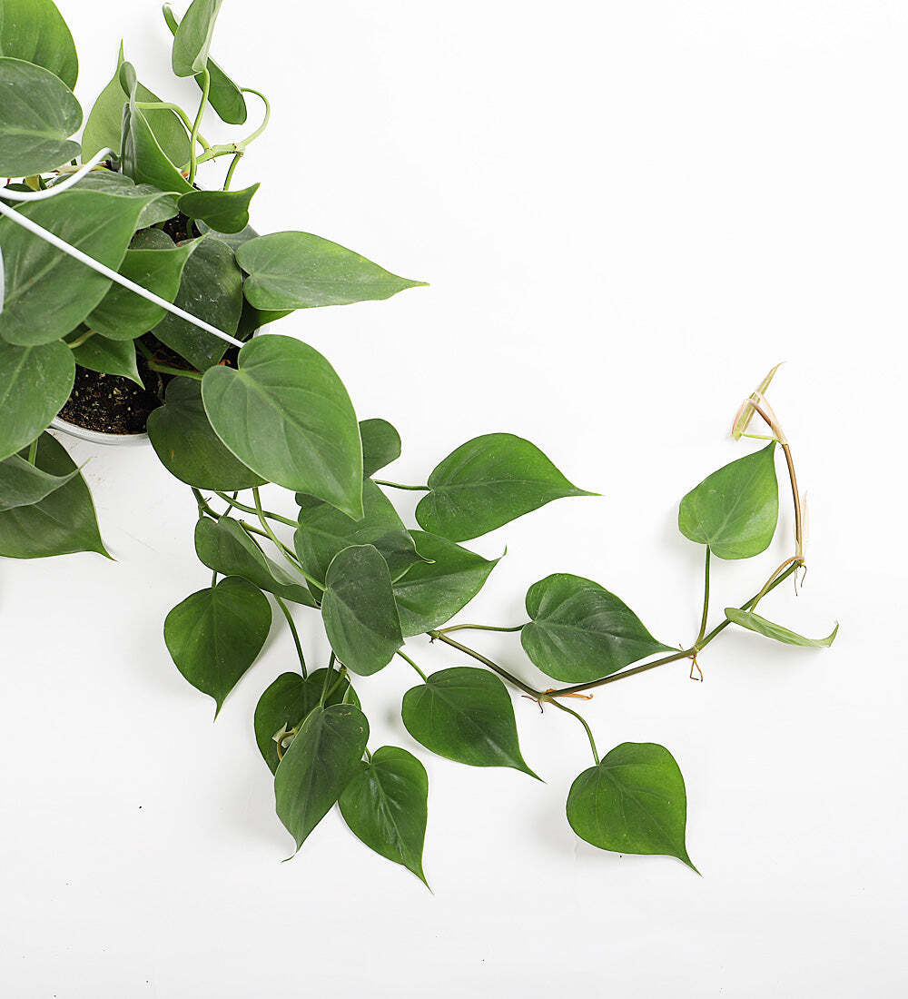 Hanging Heartleaf Philodendron