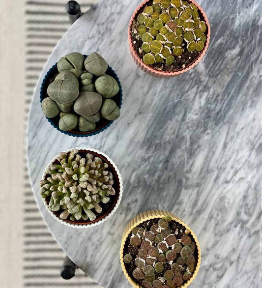 Lithops & Pot