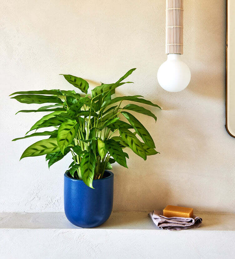 Calathea leopardina