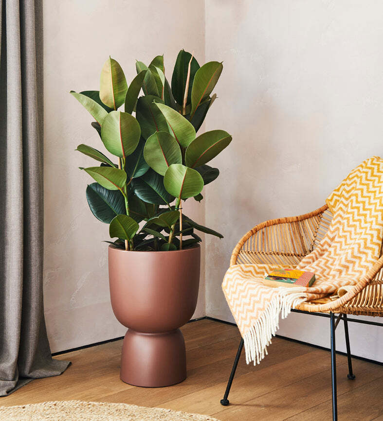 Rubber Plant