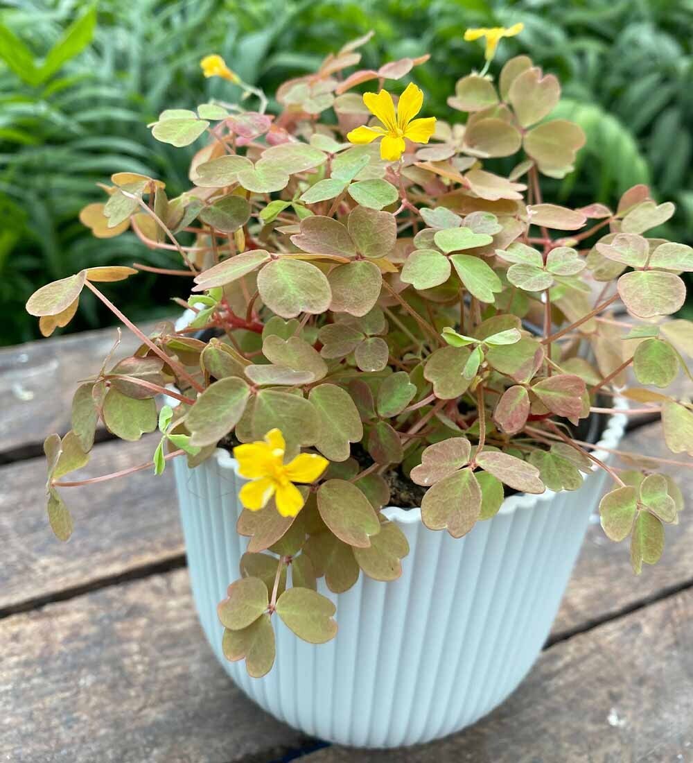 Oxalis Velvet Sunset