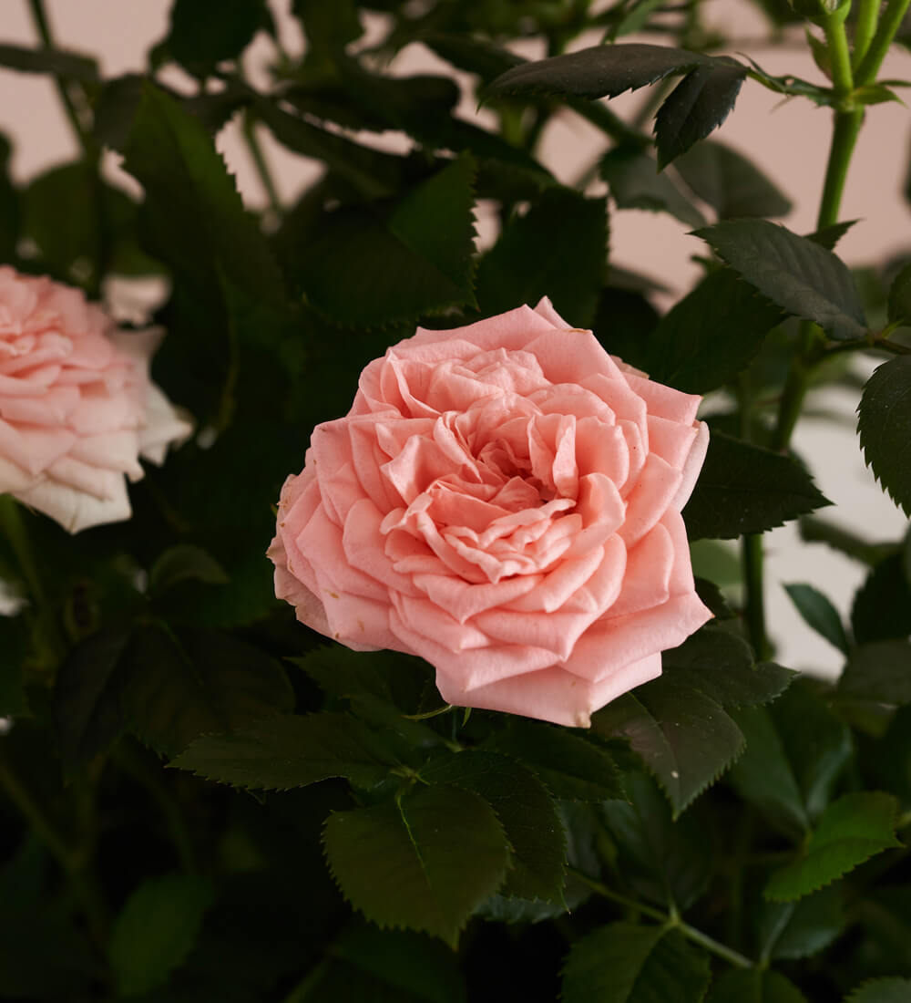Rose Plant