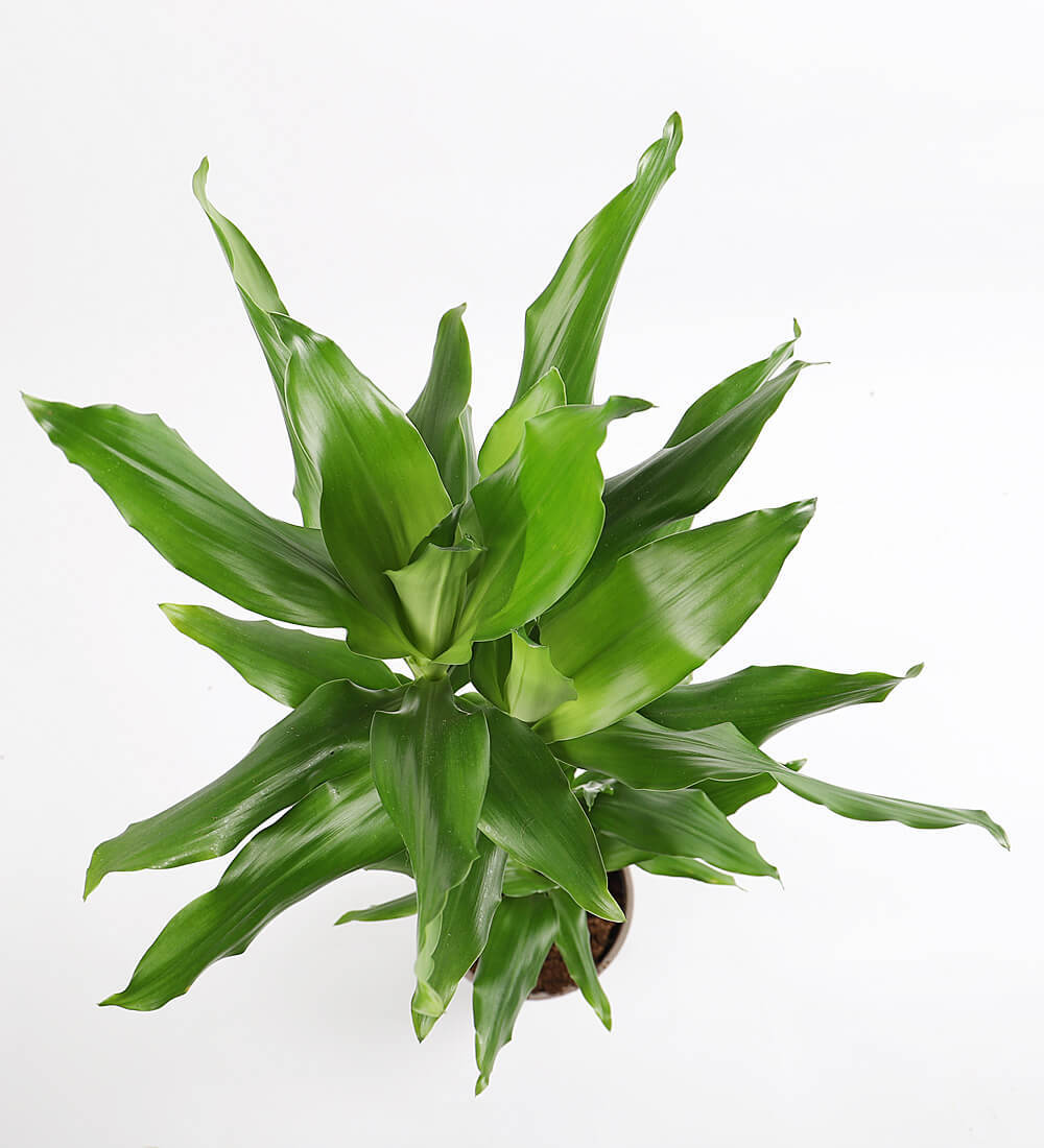 Tall Dracaena Fragrans Steudneri
