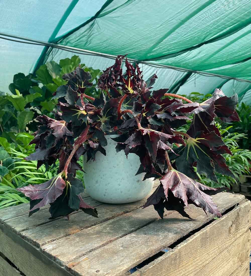Begonia Black Fang