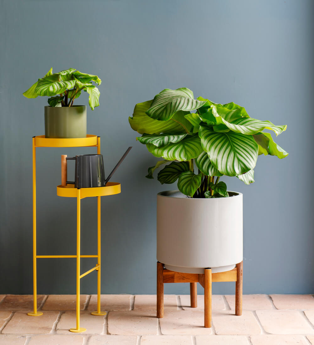 Calathea Orbifolia