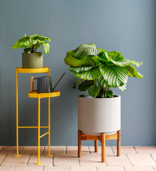 Calathea Orbifolia
