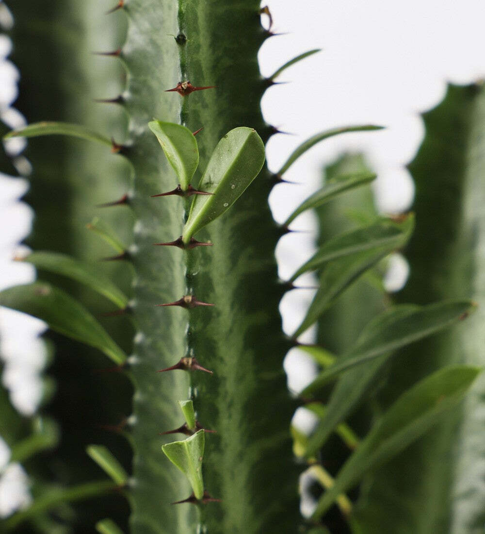 Tall Euphorbia Trigona Cactus