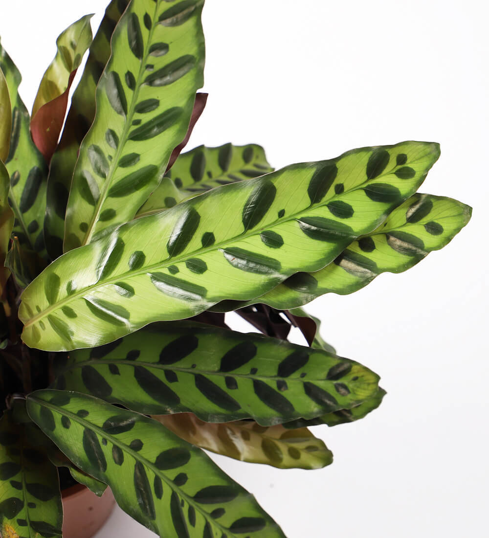 Rattlesnake Plant