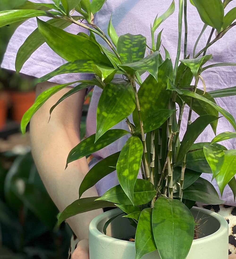 Dracaena Surculosa