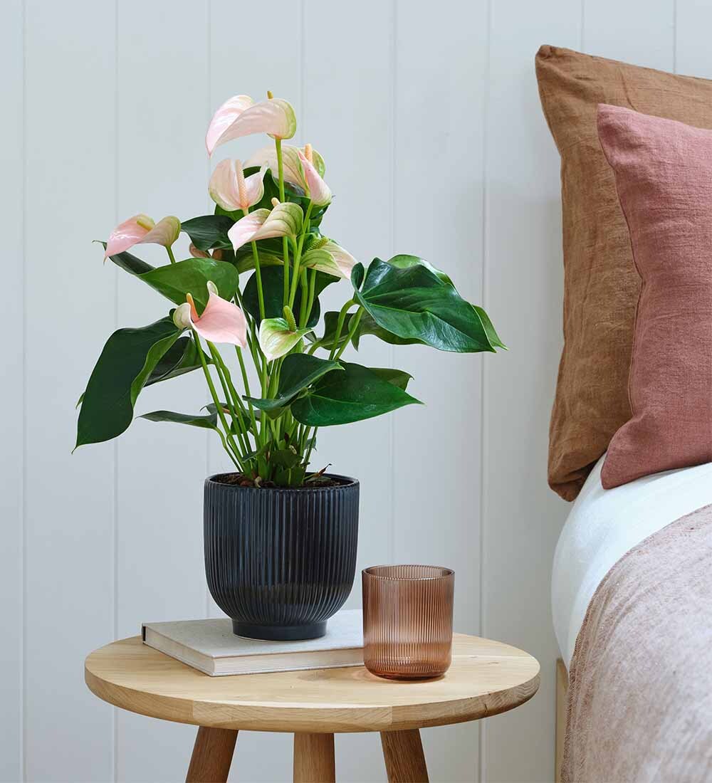 Peach Anthurium & Pot