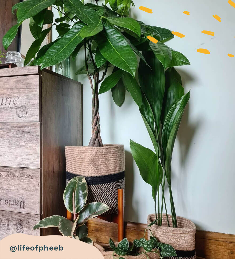 Money Tree