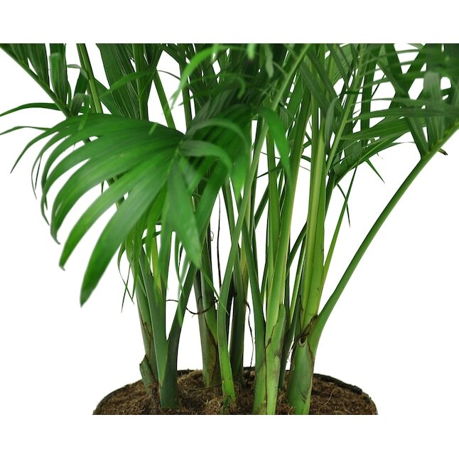 Cat Palm House Plant in 9.25-in Planter