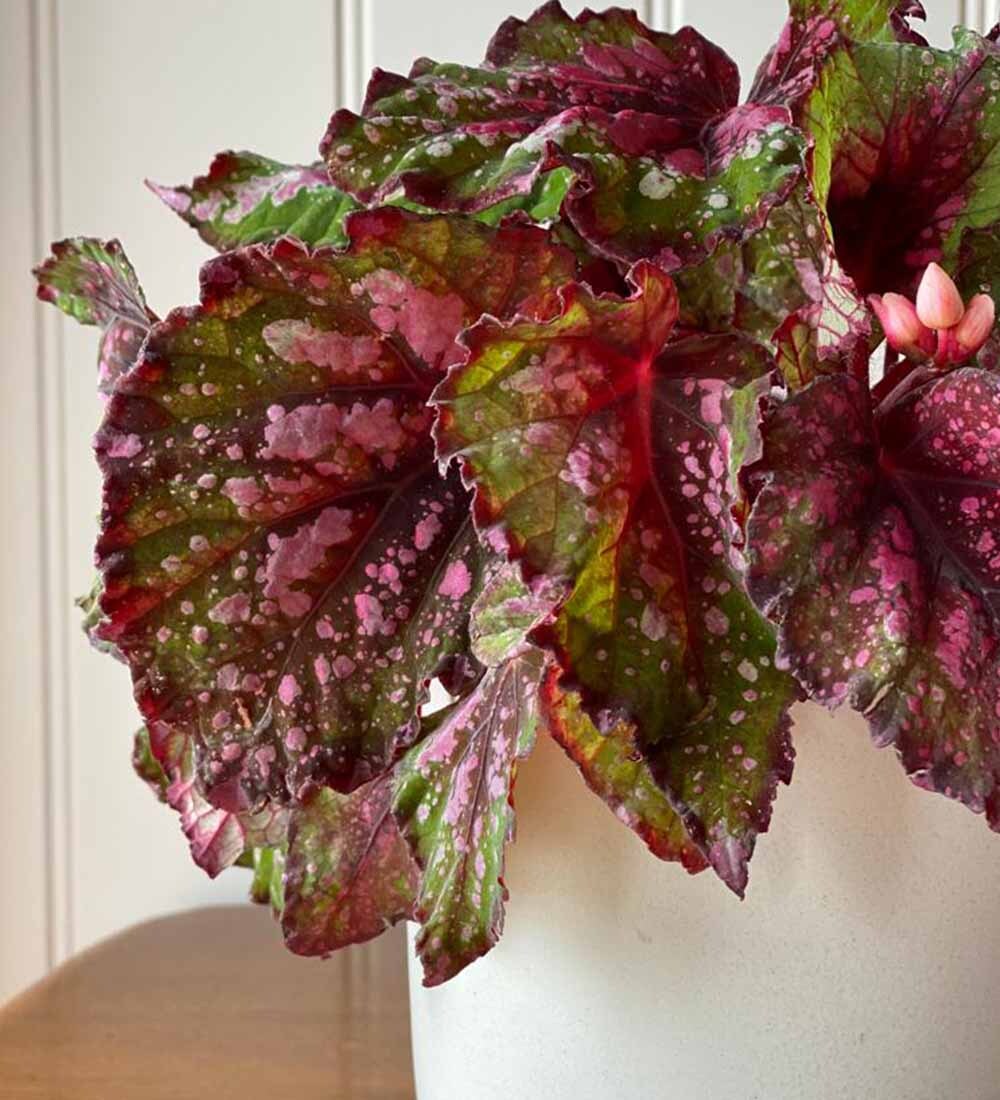 Begonia Beleaf