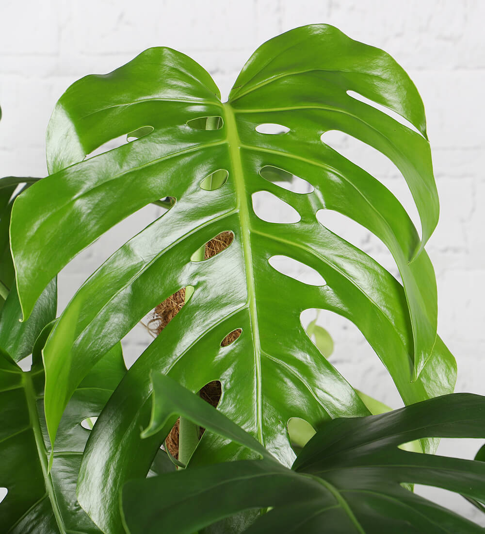 Tall Swiss Cheese Plant